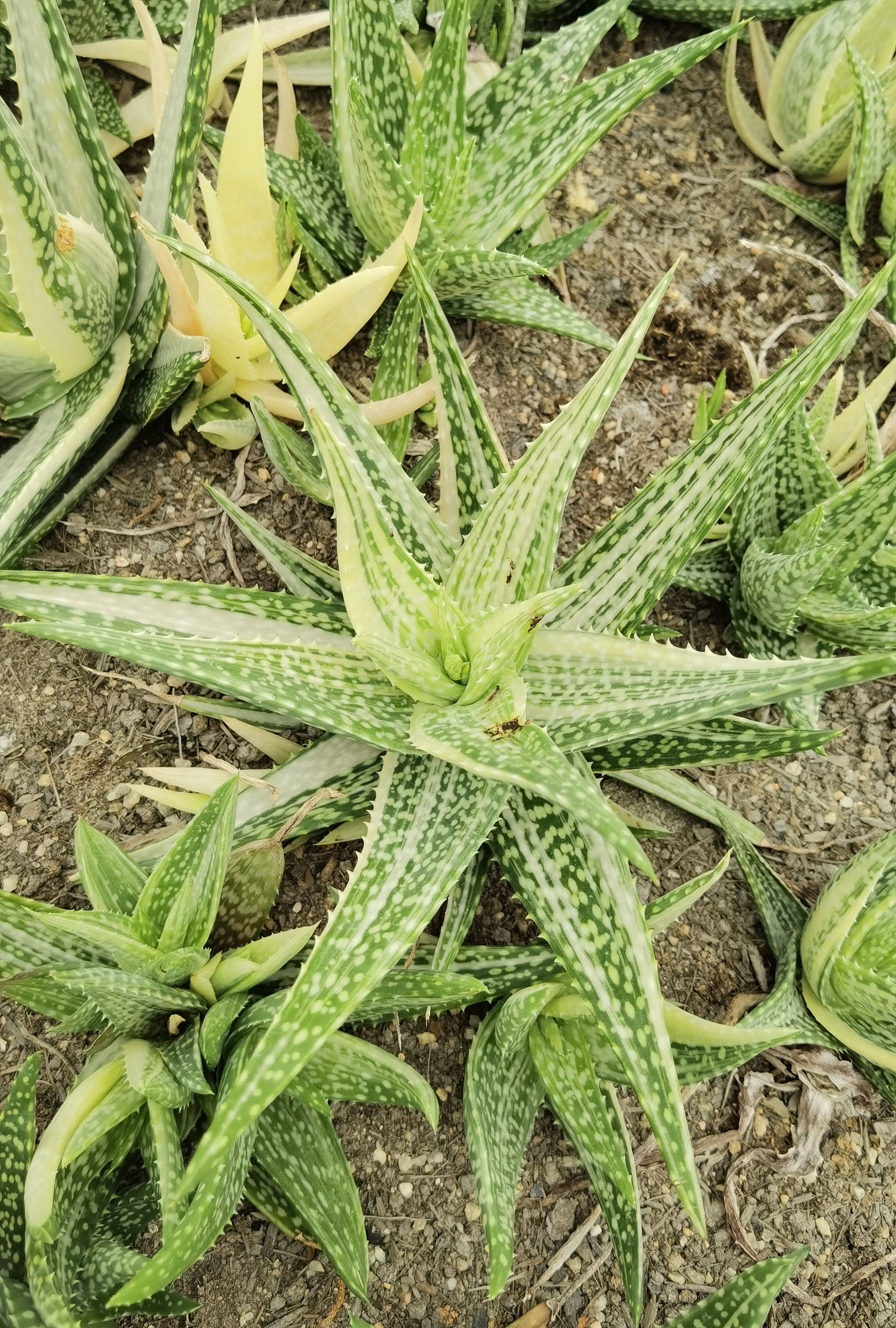 雪花芦荟锦 园艺芦荟 多肉植物 满18元包邮非偏远地区