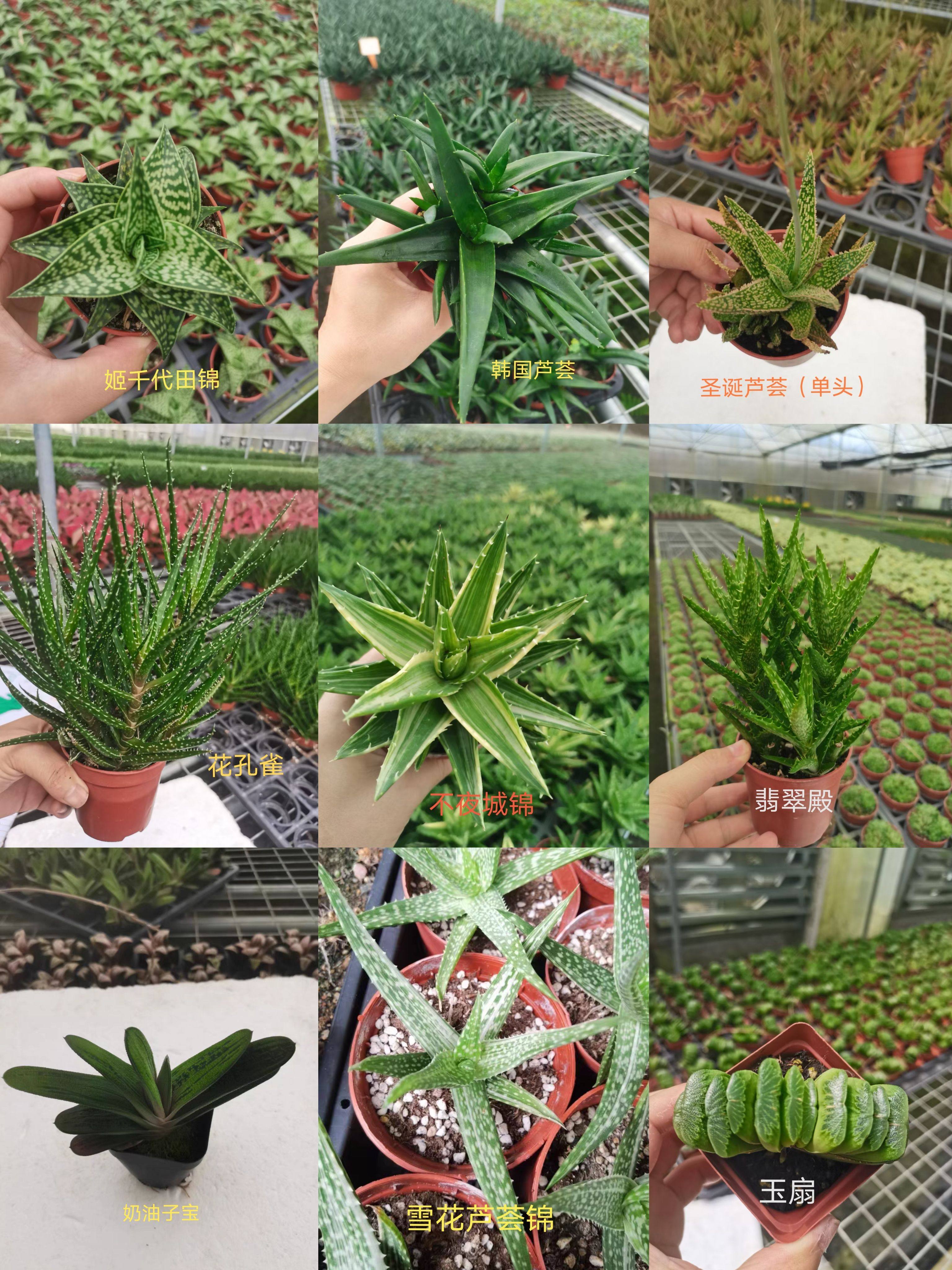 芦荟组合9个品种一组,脱土发货,包邮非偏远地区