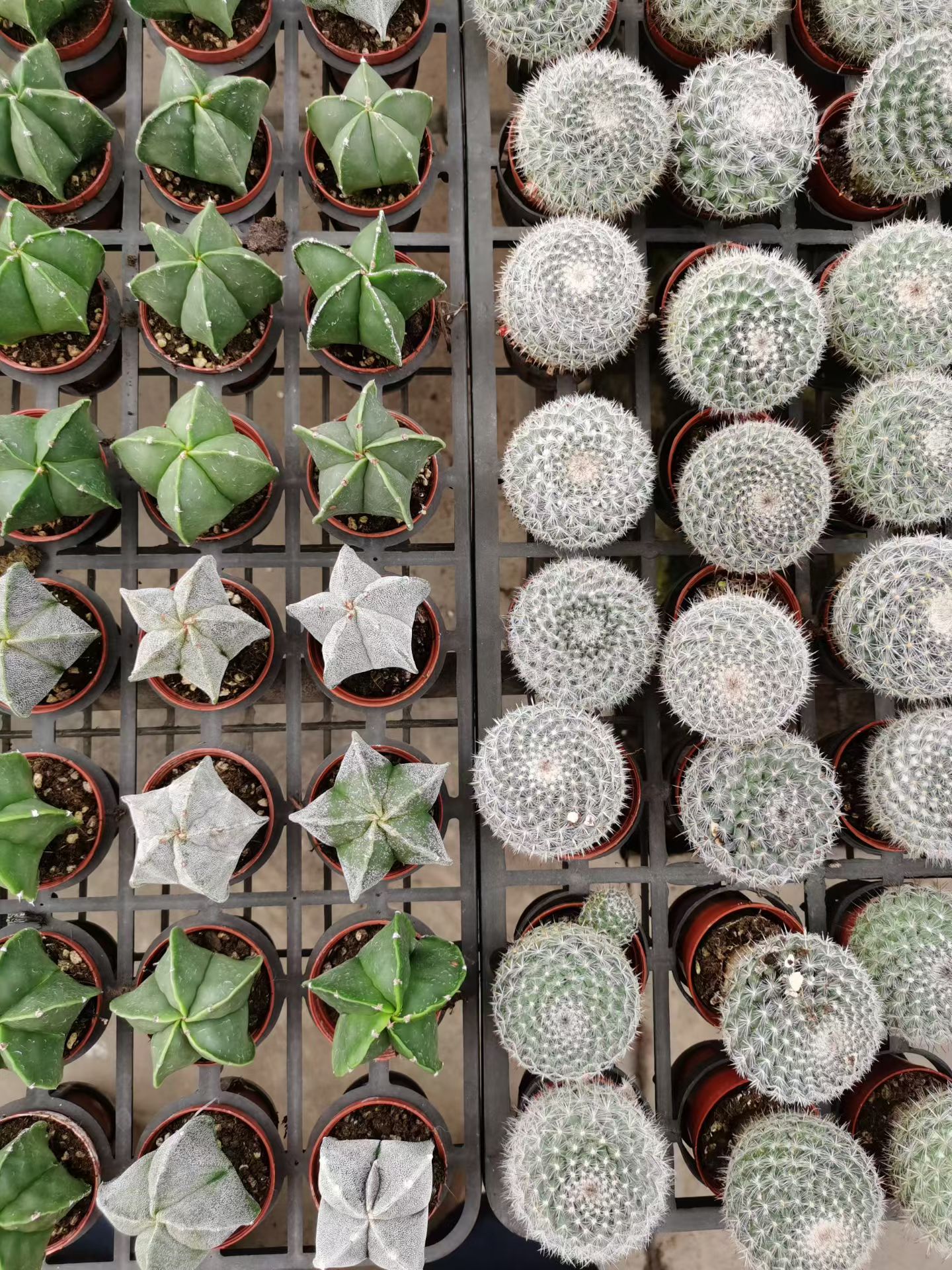 实生小球仙人球随机1棵 直径3-4厘米 满18元包邮非偏远地区