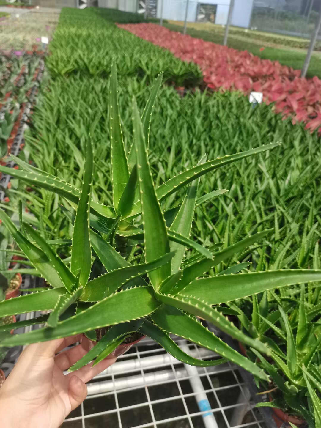青叶锦芦荟 高10-12厘米 砍头扦插苗 包邮非偏远地区