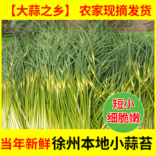 2024年新鲜的蒜苔5斤10斤山东河南徐州农家本地蒜苗今年新长蒜薹