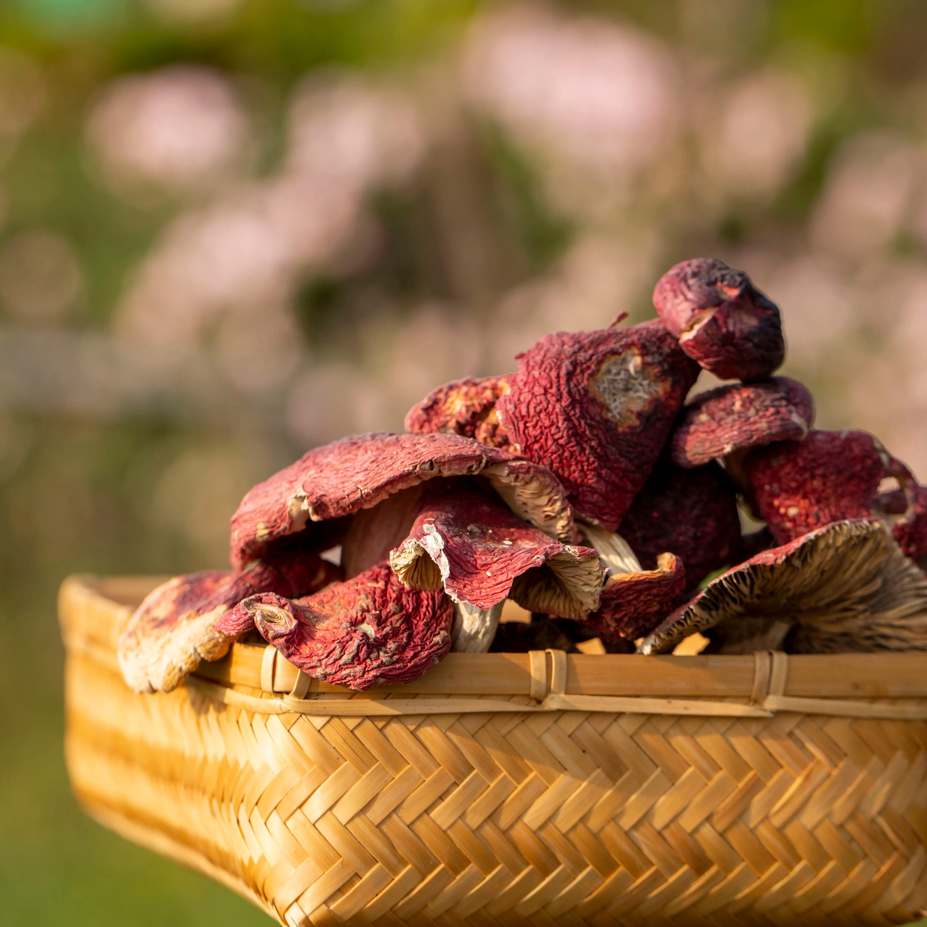 云南野生标货红菇干货煲汤鲜甜