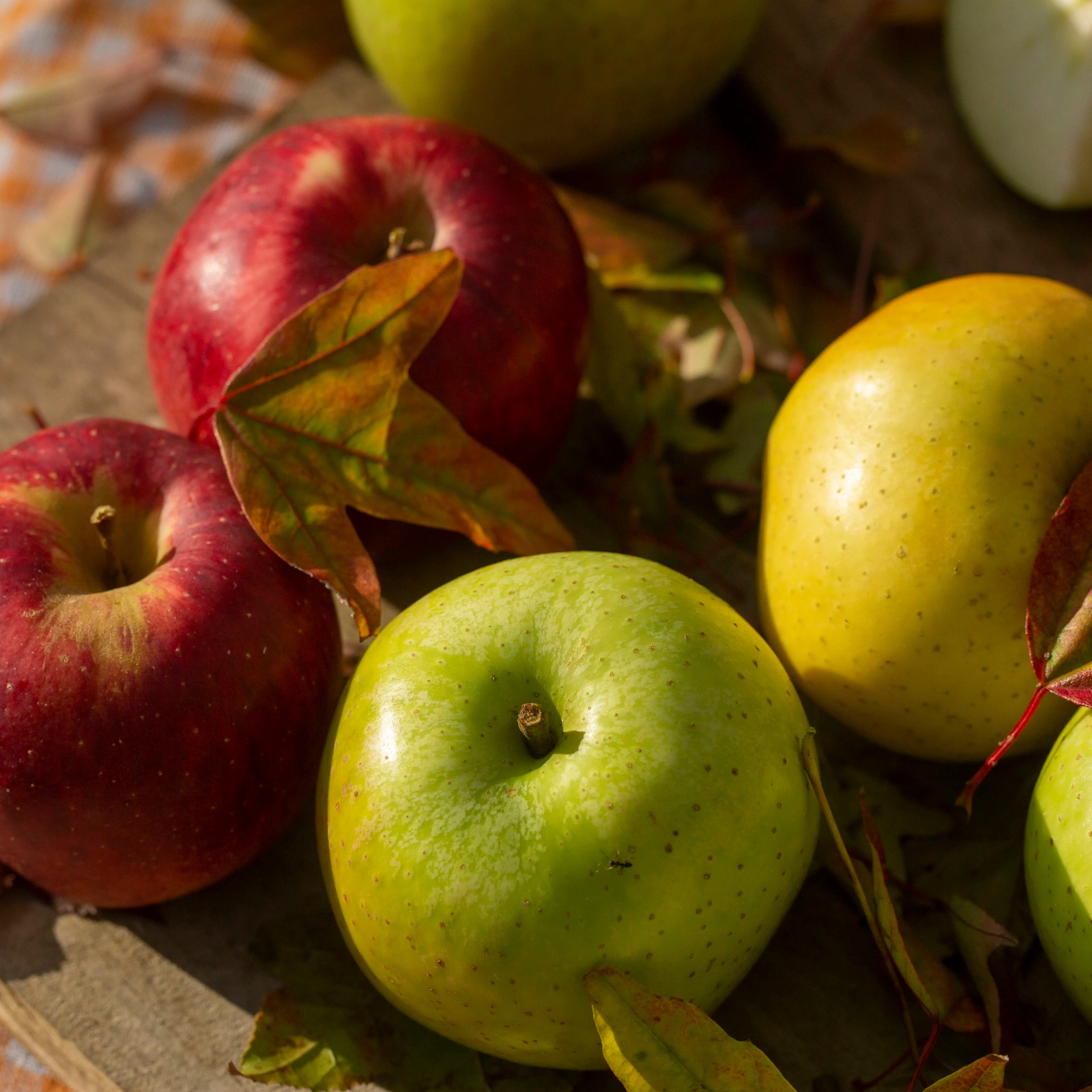 【野森君】云南大理马登山高原绿色种植四拼雪山苹果脆甜多汁现摘