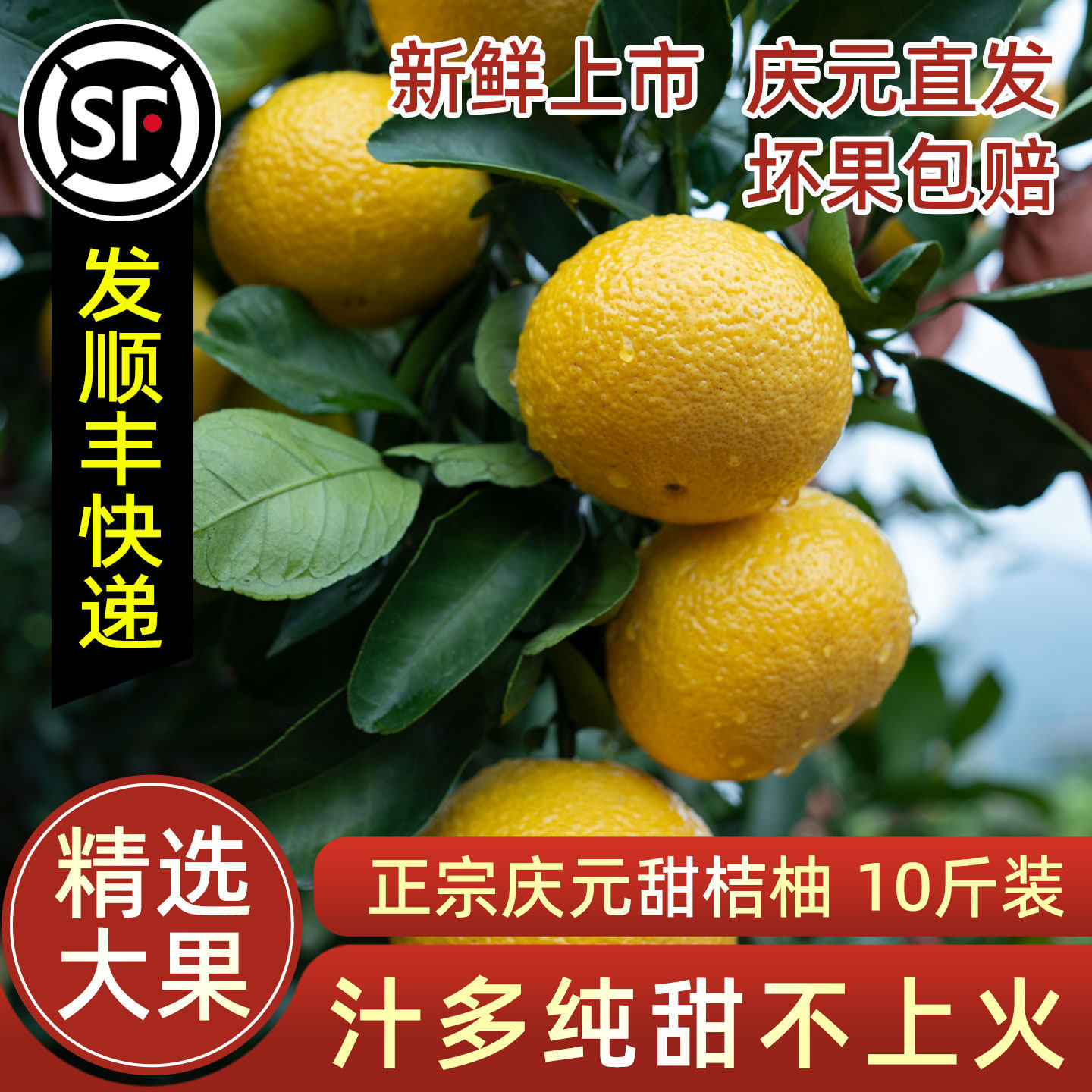 25年正宗庆元甜桔柚甜橘柚香甜多汁10斤装礼盒包邮比建阳桔柚好吃