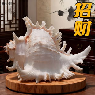 饰聚财孤品收藏 天然海螺壳招财摆件大号千手螺家居玄关客厅柜台装