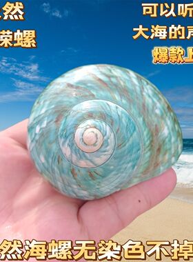 海螺贝壳海星条纹绿螺寄居蟹换壳鱼缸造景居家摆件把玩生日礼物