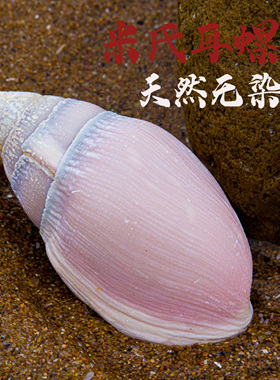 天然海螺贝壳橱窗摆件家居