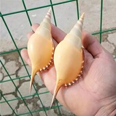 饰创意礼品 地中海家居橱窗装 天然海螺贝壳马丁长鼻螺 标本螺