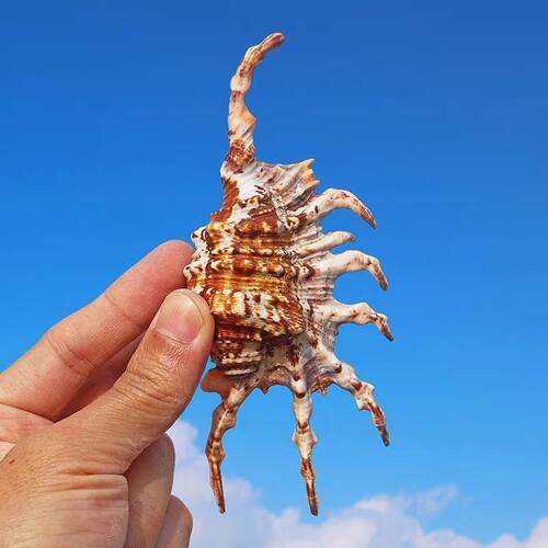 天然海螺贝壳蝎子螺七角螺蜘蛛螺鱼缸家居摆件婚庆地台橱窗装饰品