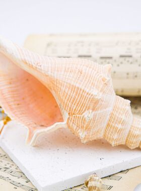 天然海螺贝壳丁香螺摆件礼物工艺品家居饰品北欧鱼缸水族箱造景