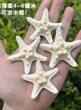 天然海星标本创意手工diy拍照贝壳道具地中海饰品海螺摆件大胖星