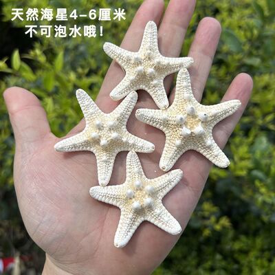 天然海星标本创意手工diy拍照贝壳道具地中海饰品海螺摆件大胖星