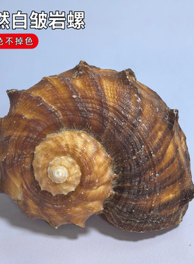 天然贝壳白皱岩螺水族箱造景工艺品摆件寄居蟹替换壳装饰海螺