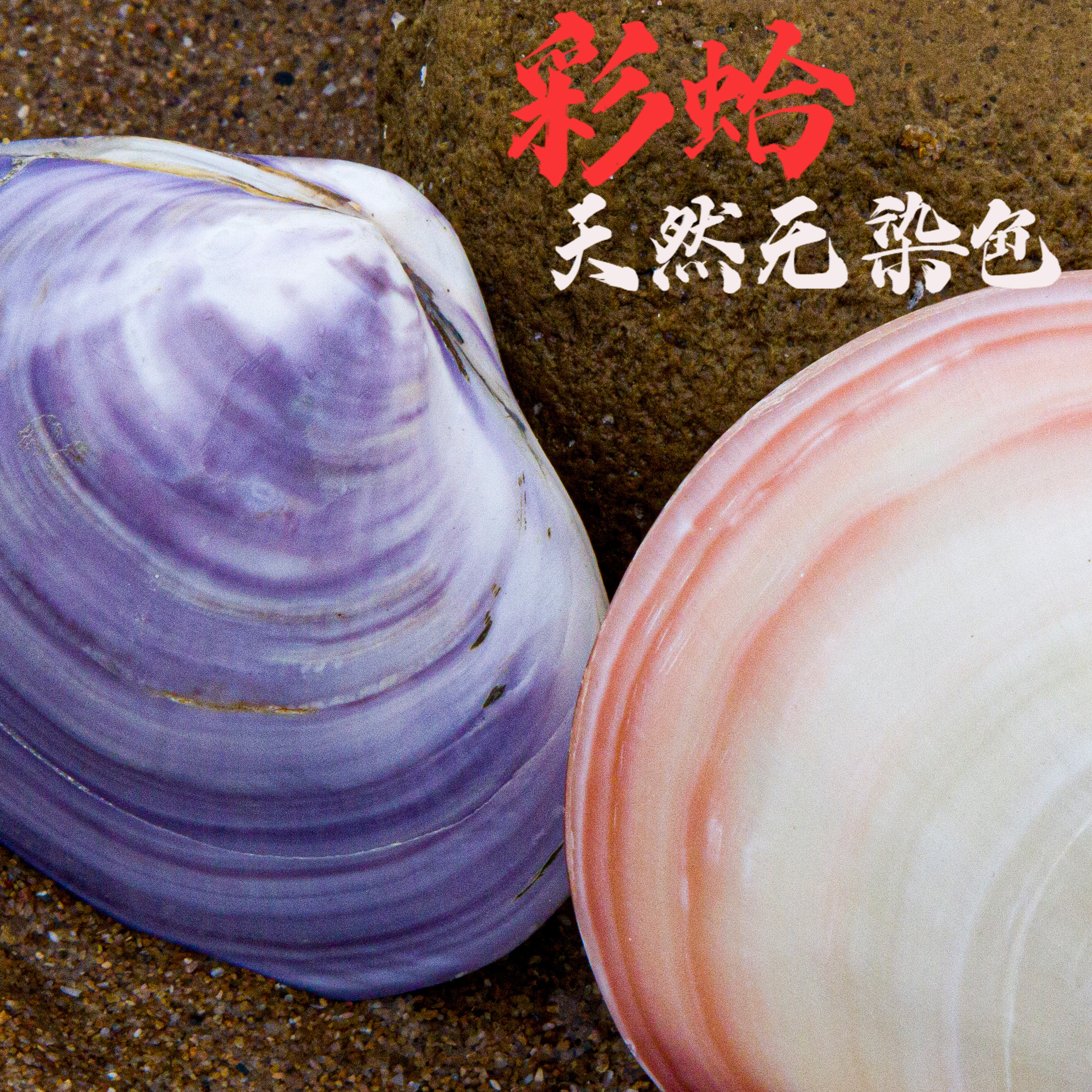 天然海螺贝壳彩蛤紫色粉色造景装饰品摆件家居工艺品摆件收藏道具
