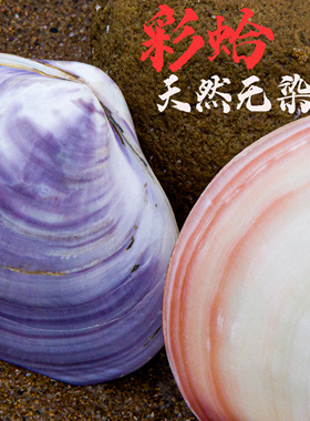 天然海螺贝壳彩蛤紫色粉色造景装饰品摆件家居工艺品摆件收藏道具