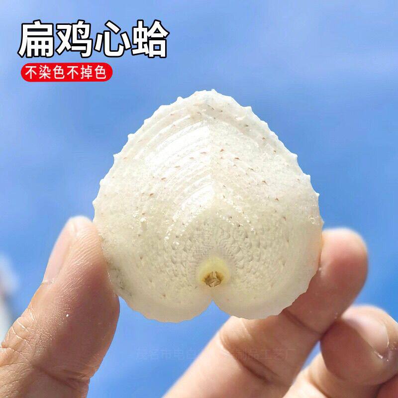 纯天然情人节爱情礼物鸡心蛤贝壳创意沙滩成品男女朋友卡通鱼缸