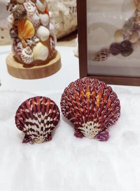 天然彩色贝壳 紫色油画扇贝整对相框diy材料创意生日儿童礼地中海