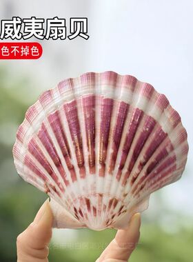 七彩可爱粉/紫白色大扇贝 天然贝壳海螺diy