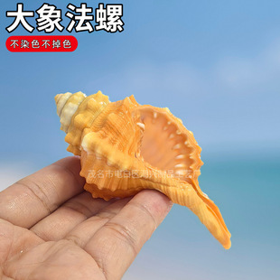 海螺贝壳大象法螺螺鱼缸造景拍摄道具珊瑚海洋白珊瑚居家天然扇贝