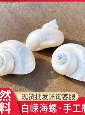 天然抛光白嵘海螺创意礼品贝壳寄居蟹替换壳夜光螺厂家海洋