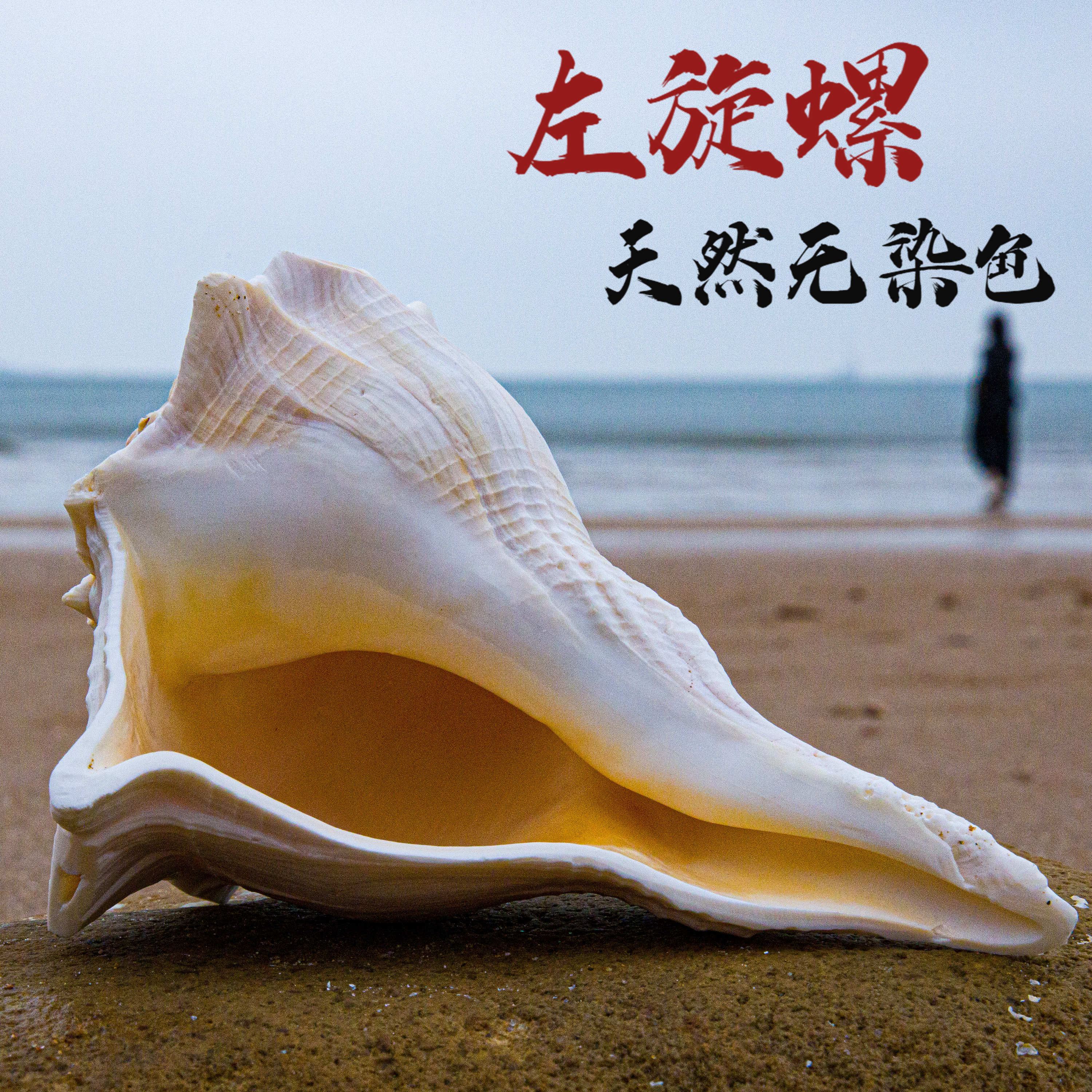天然海螺贝壳左旋螺鱼缸造景装饰拍摄道具收藏摆件送礼礼物