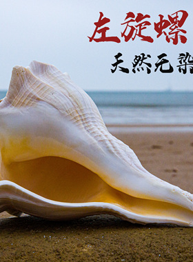 天然海螺贝壳左旋螺鱼缸造景装饰拍摄道具收藏摆件送礼礼物