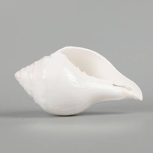 尼泊尔白天然海螺贝壳铅螺左右旋螺供品摆件家居装饰收藏工艺品