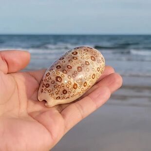 百眼宝螺标本螺鱼缸水族箱造景装饰家居收藏宝螺天然海螺贝壳稀有