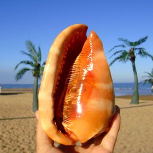 万宝螺天然大海螺贝壳万宝螺四大名螺之一