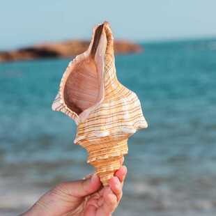 赤旋螺纯天然贝壳大海螺壳摆件鱼缸造景水族寄居蟹壳海的声音