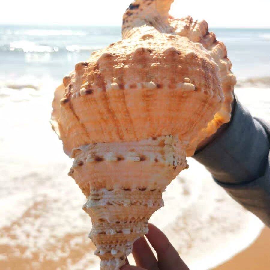 深海天然海螺大蛙螺摆件工艺品鱼缸造景超级特大号角可吹海螺布景