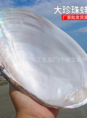 天然海螺贝壳超大光泽珍珠贝蚌单壳地中海家居创意收藏摆件