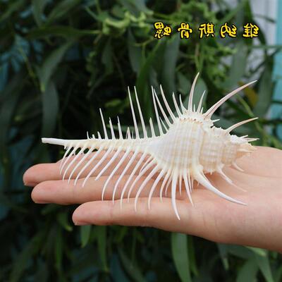 天然海螺贝壳维纳斯骨螺标本创意家居造景地台装饰摆件精地中海