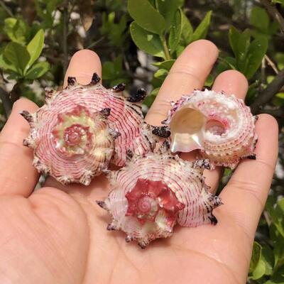 天然海螺贝壳海马螺粉蜗牛螺鱼缸水族造景摆件卷贝鱼寄居蟹替换壳
