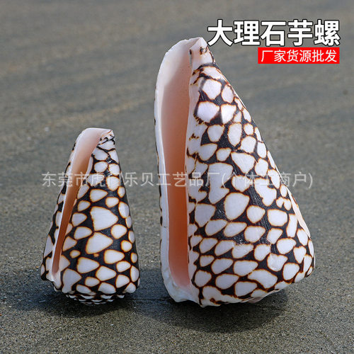 大理石芋螺天然贝壳海螺鱼缸造景装饰摆件拍摄道具蛇皮玉米螺
