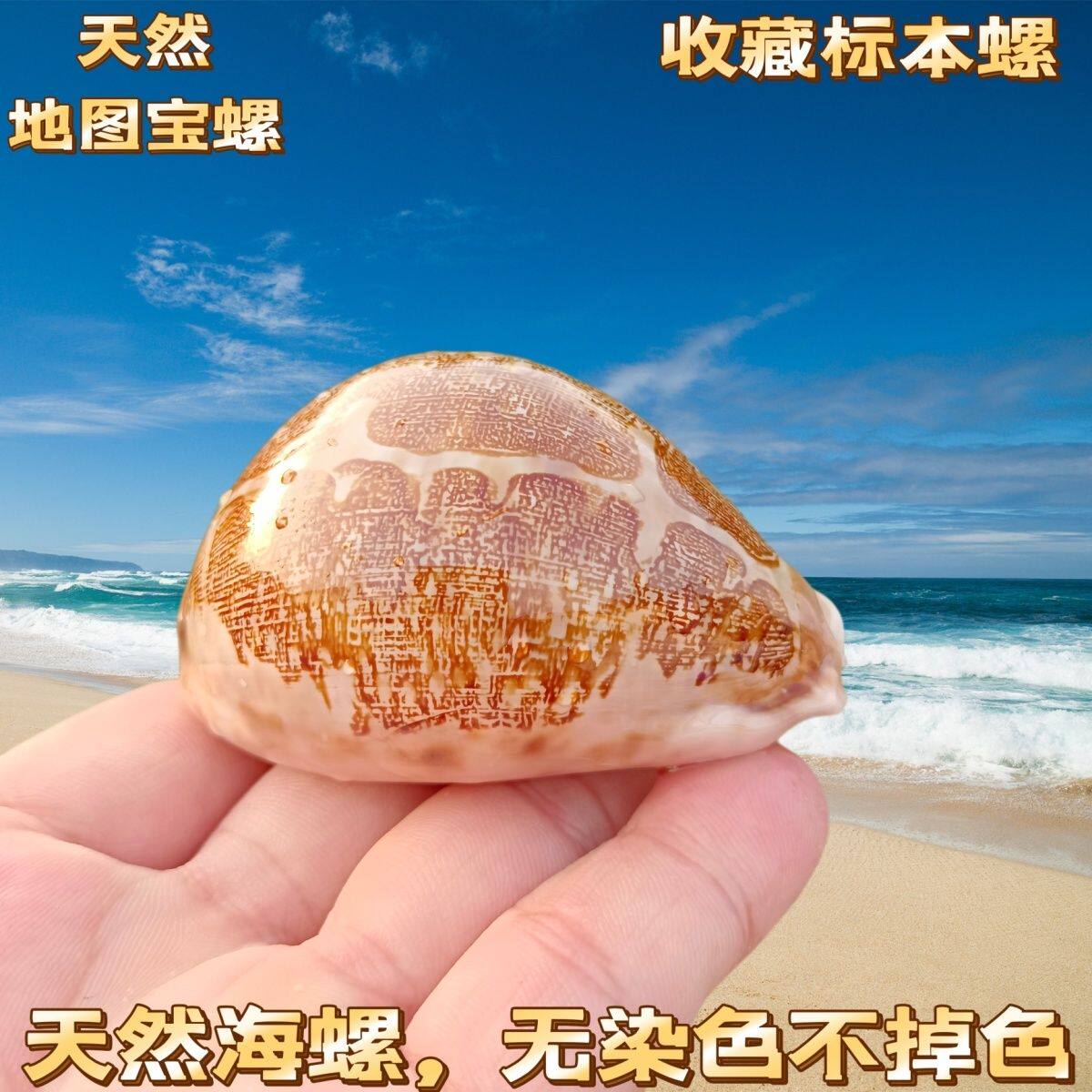 天然海螺贝壳地图宝螺精品收藏级标本螺橱窗设计装饰创意礼物贝壳