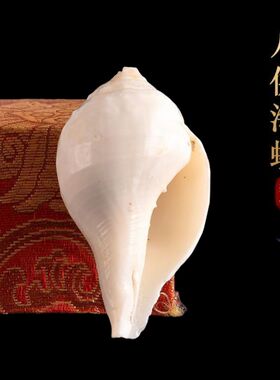 尼泊尔天然白海螺藏传佛具用品佛前吉祥八供海螺供佛密宗佛堂摆件