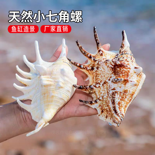 天然海螺贝壳蜘蛛螺七角螺家居装饰鱼缸水族造景拍摄道具收藏标本