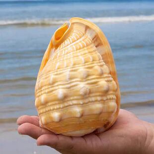 四大名螺黄色万宝螺鱼缸造景超大海螺贝壳天然工艺品家居装饰摆件