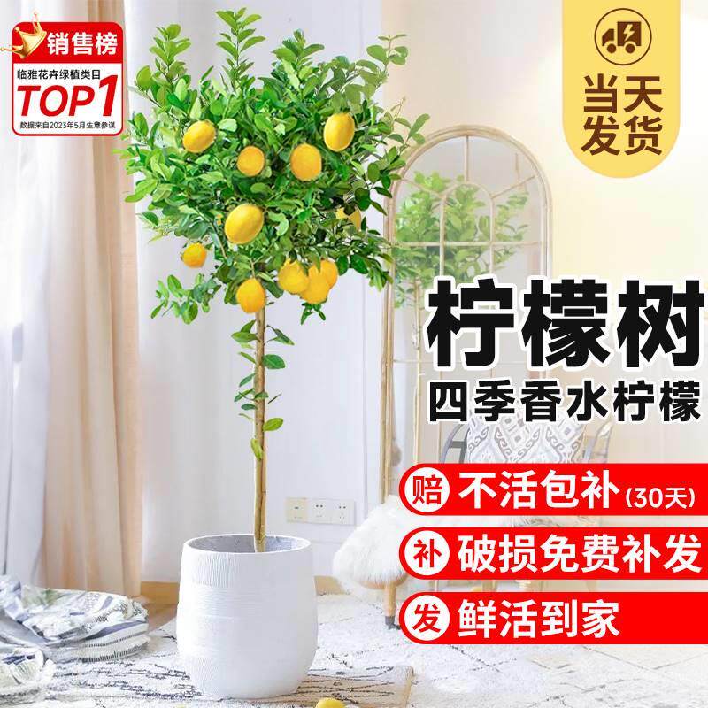 香水柠檬树盆栽大型绿植除甲醛新房家用植物室内客厅四季带果树苗