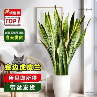 金边虎皮兰绿植盆栽室内大型花卉客厅旺宅吸甲醛植物虎尾兰好养活