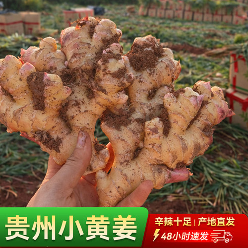 多仓发货自种鲜姜现挖辛辣老姜