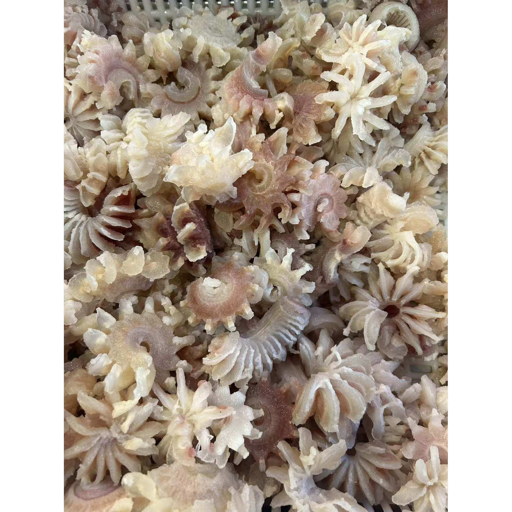 安徽亳州涡阳特产纯牛鞭花牛杂花朵状手工切制牛杂制品商用半成品,水产肉类/新鲜蔬果/熟食,牛杂/牛杂制品,淘宝优惠券,粉丝福利购,淘宝优惠卷