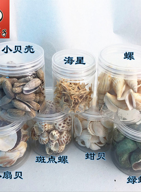海螺贝壳海星扇贝幼儿