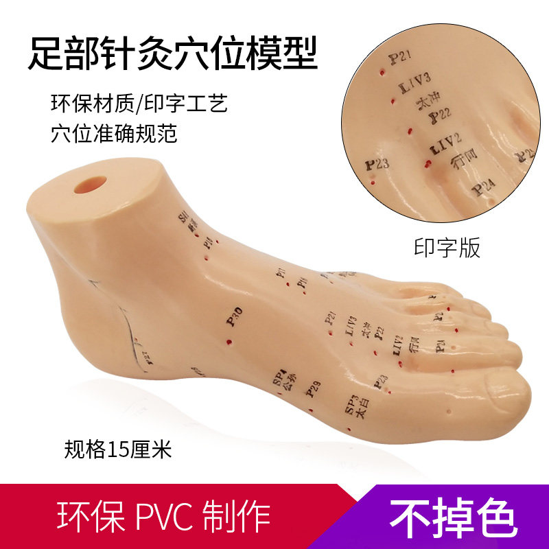 脚部穴位模型 中医脚足底针灸脚经络穴位模型足部穴位图解