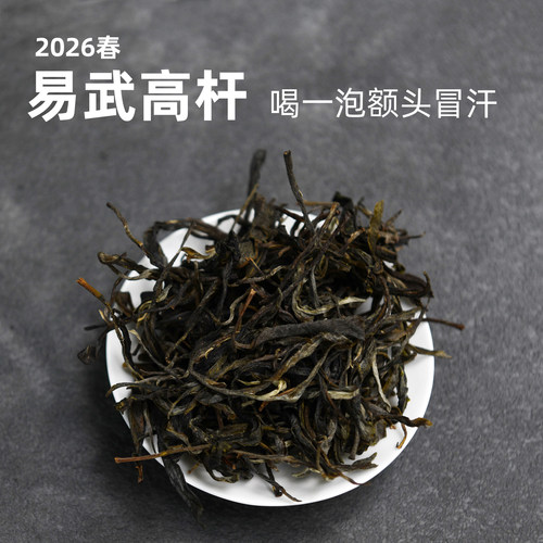 吃茶哥春茶易武高杆麻黑古树普洱