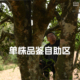 店铺在售 包邮 古树单株 满30 品鉴自助茶样专区 吃茶哥