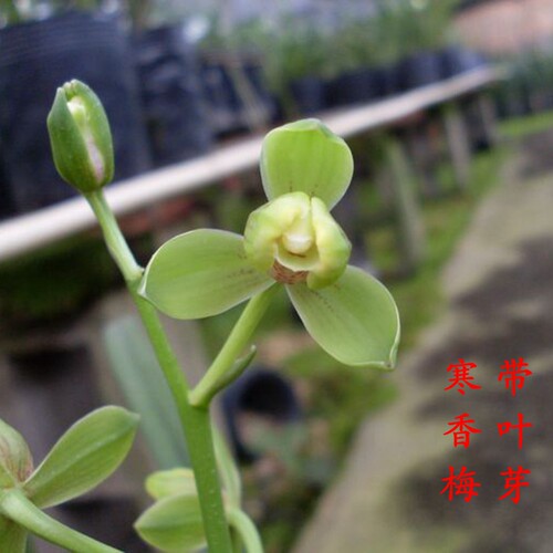 兰花易开花好养阳台庭院趣味提神