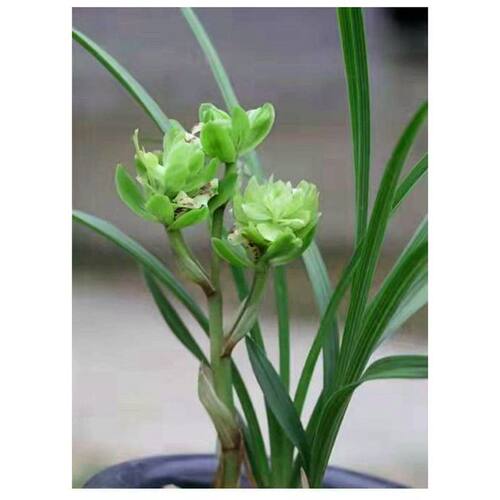 兰花苗春兰浓香易花无需春化奇特