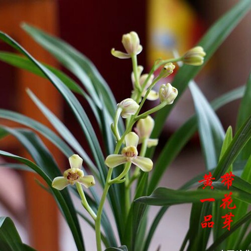 花卉兰花四季建兰 黄一品 又名潘安梅 花香色黄 梅瓣名品 带花苞